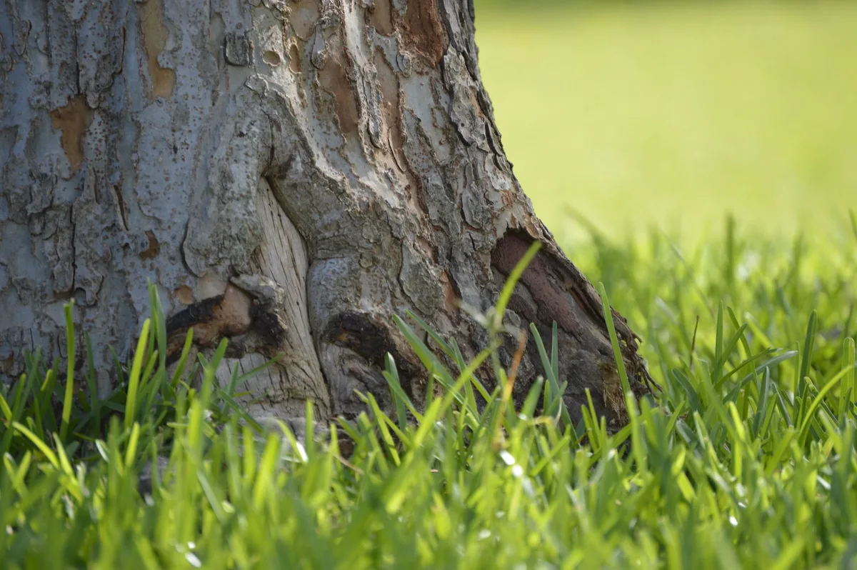 Can Grass Recover from Drought
