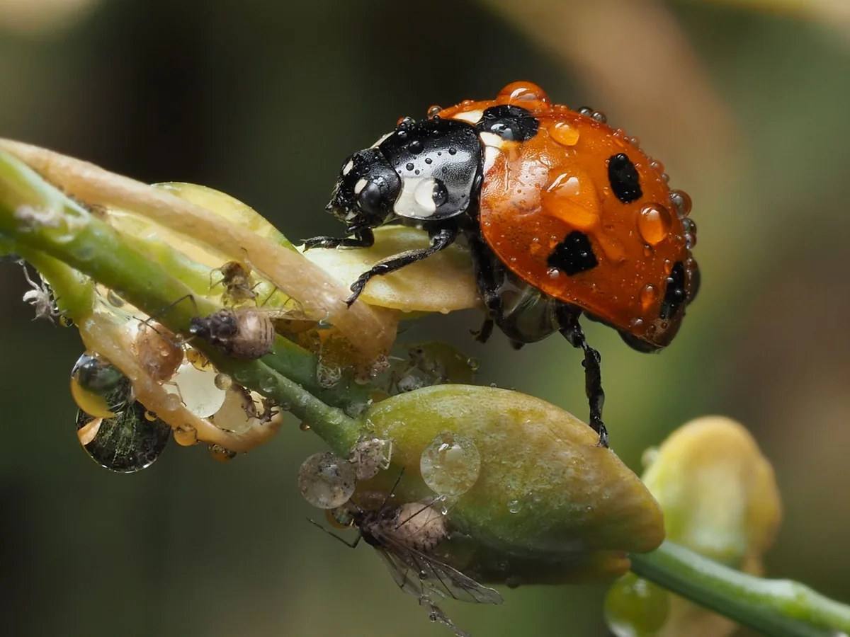 Can Ladybugs Control Aphids