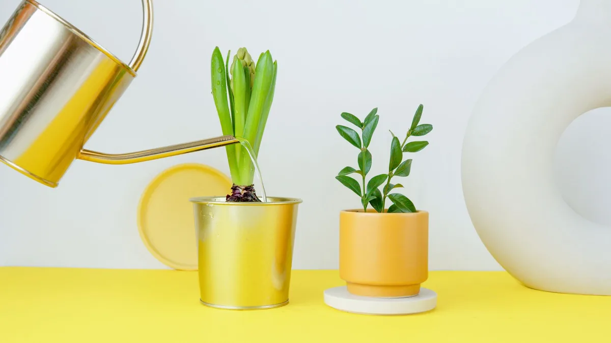 Can Overwatering Kill Plants