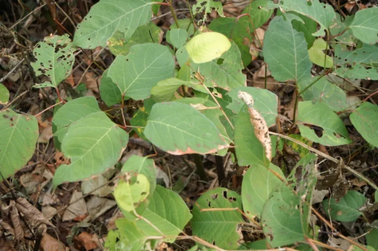 Can Rain Wash Off Insecticide