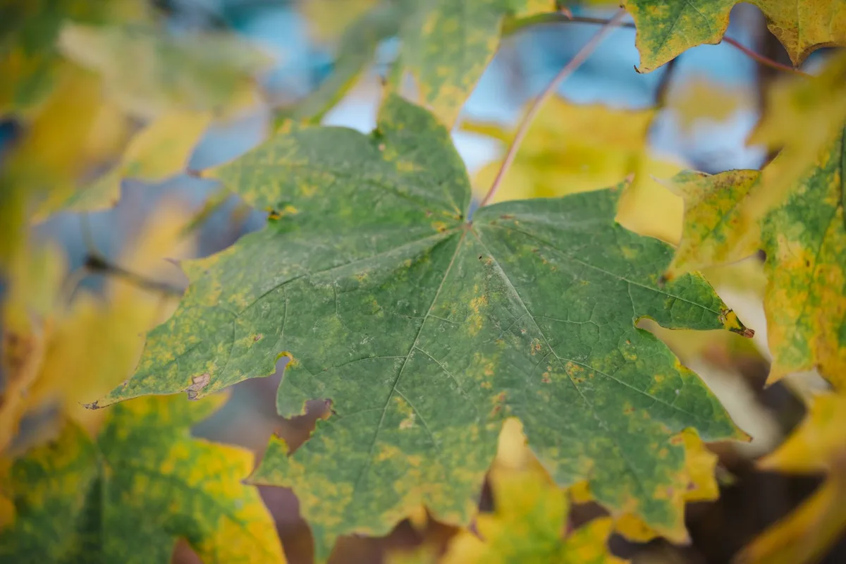 Can Weed Killer Damage Trees