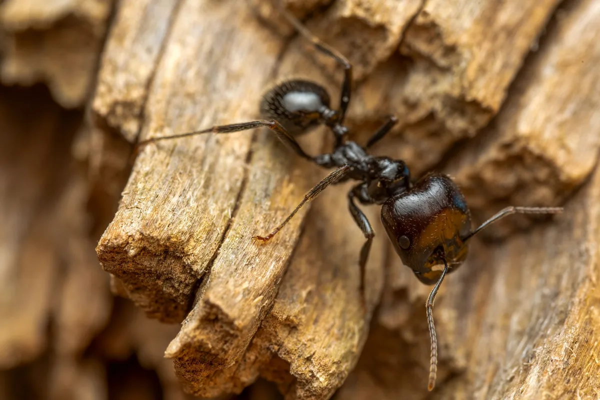 carpenter ant gallery