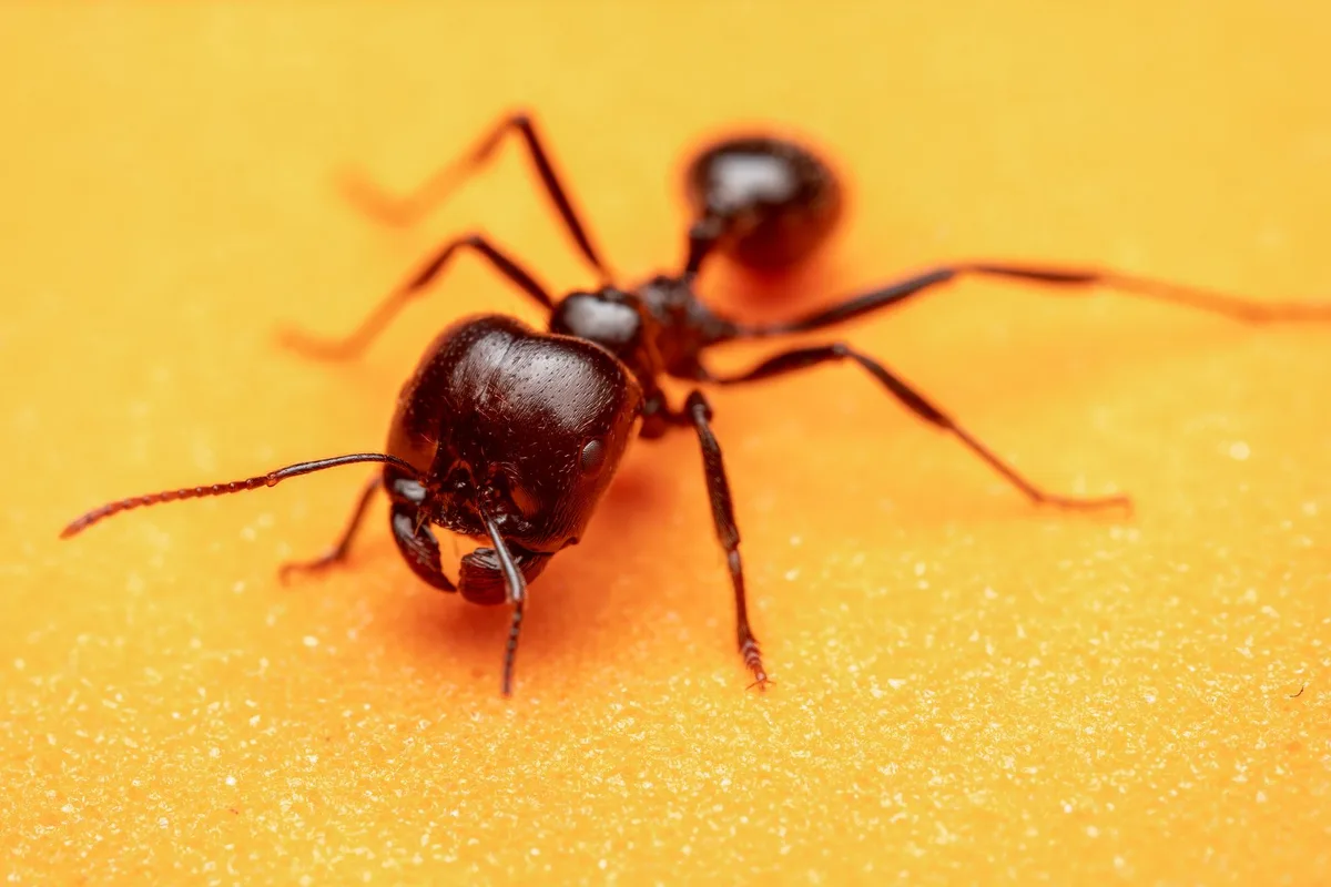 carpenter ant identification