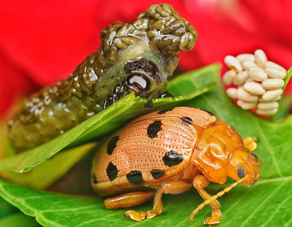 Carpet beetle larvae vs clothes moth larvae comparison
