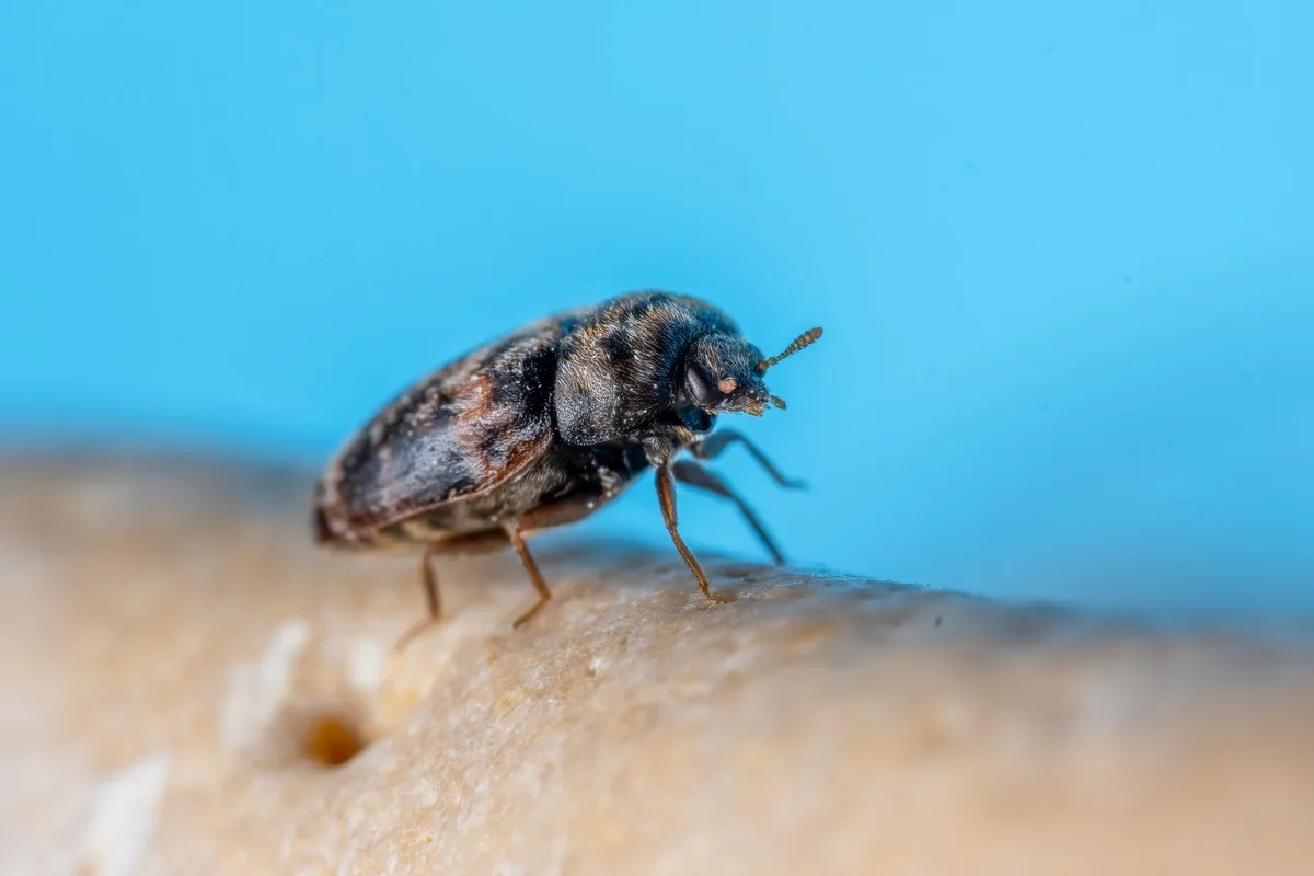chinch bug identification
