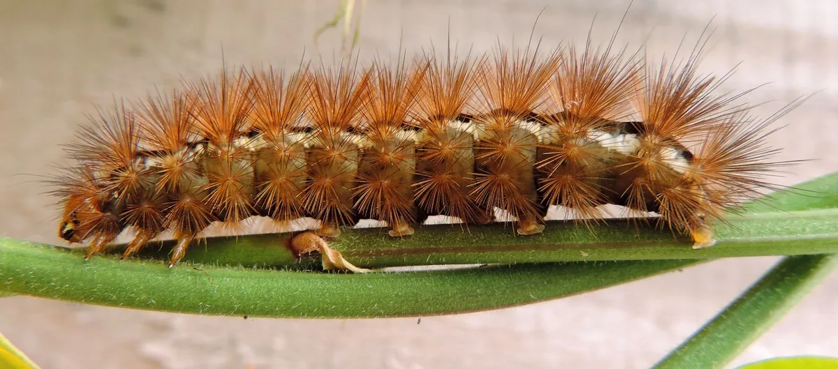 close-up ID cues
