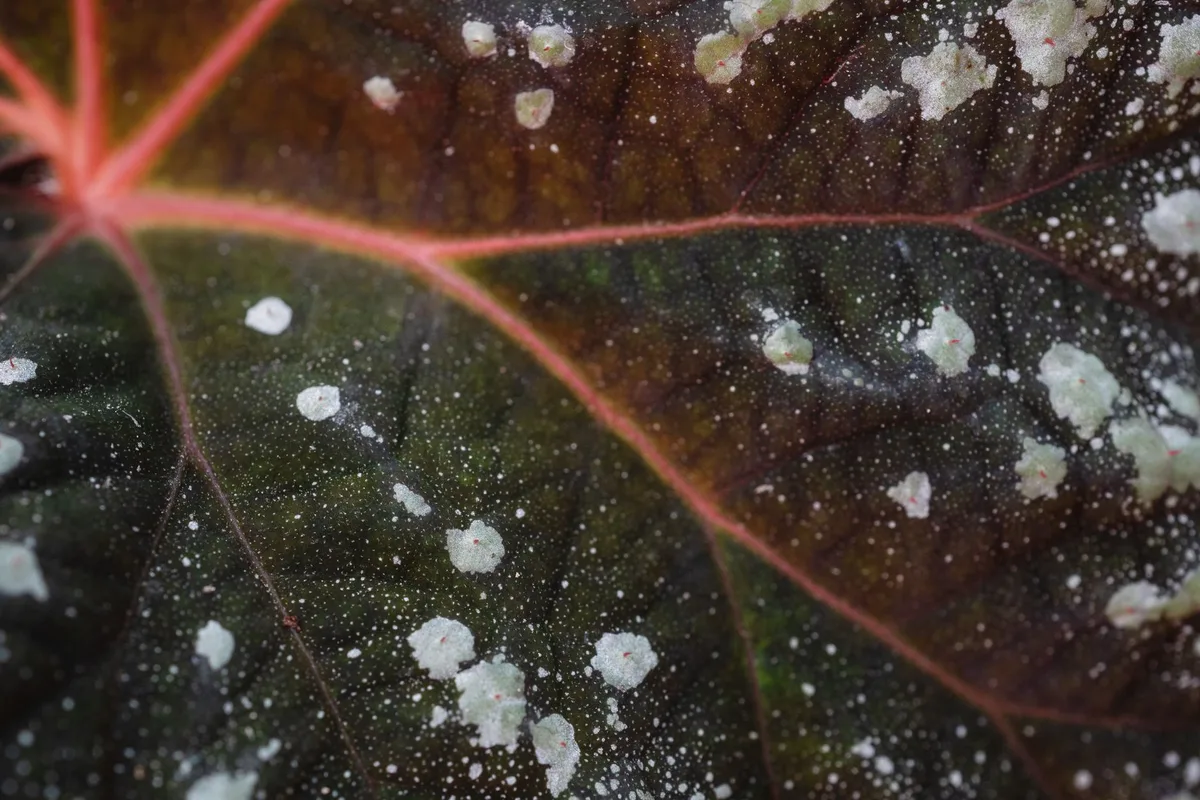 Close up of powdery mildew spores on leaf surface