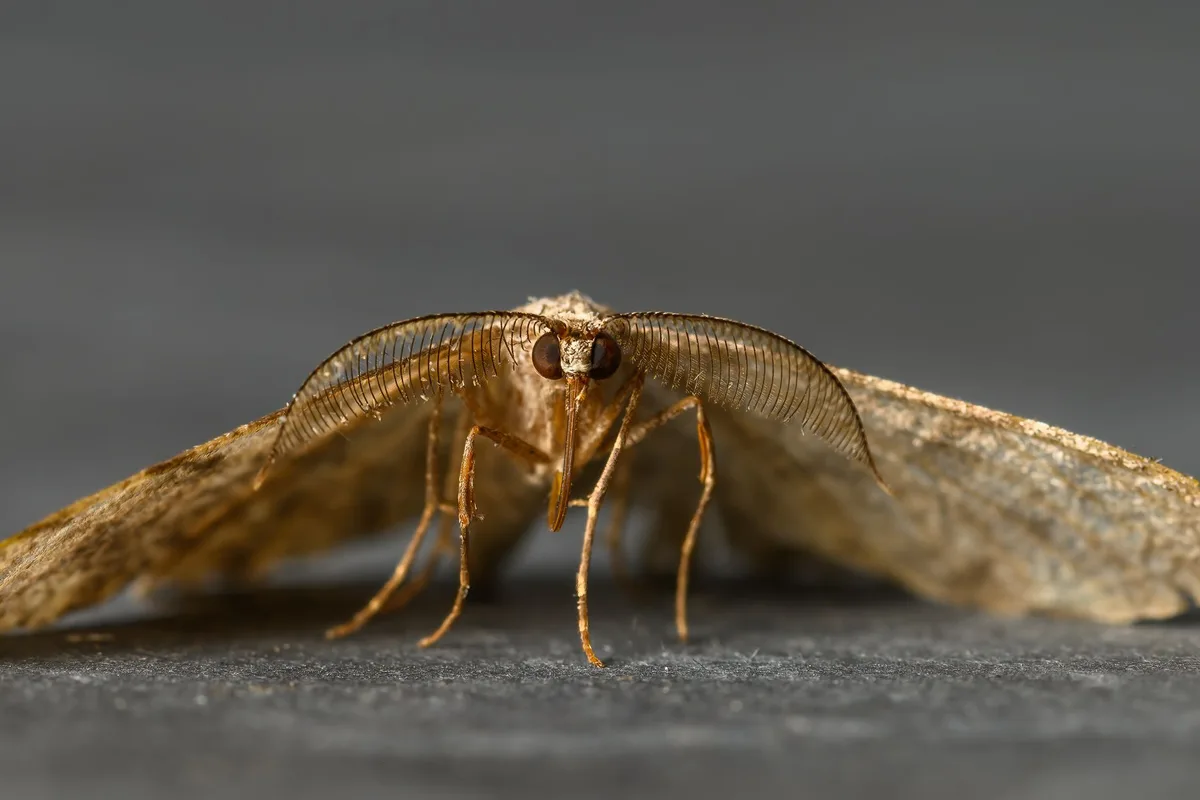 clothes moth vs pantry moth