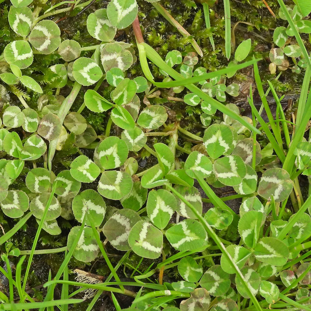 clover lawn
