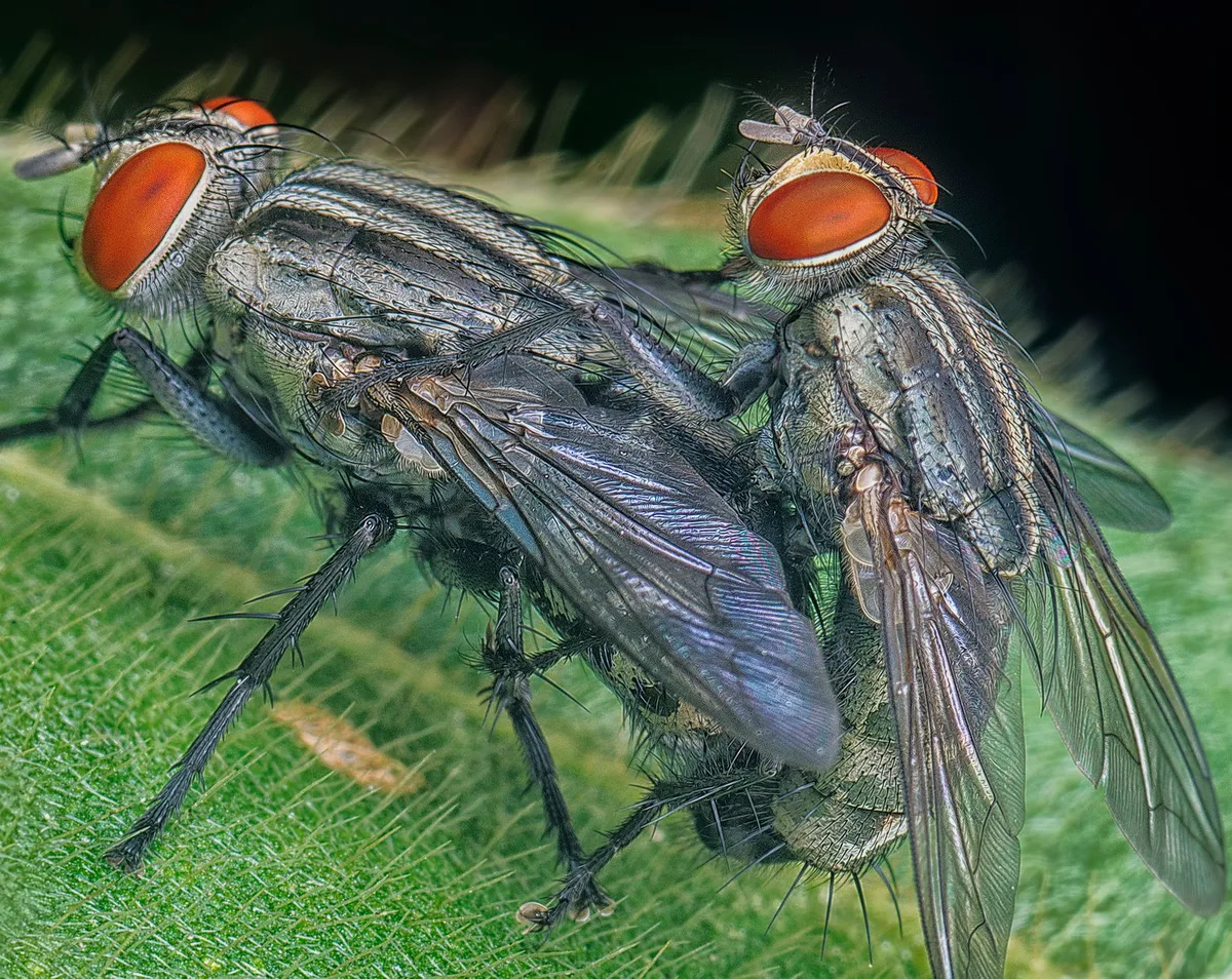 Cluster fly on window