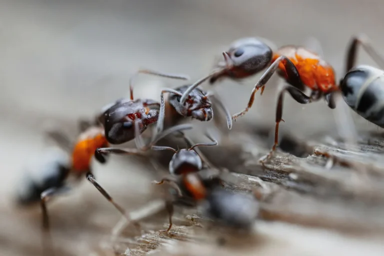 Common ant control mistakes