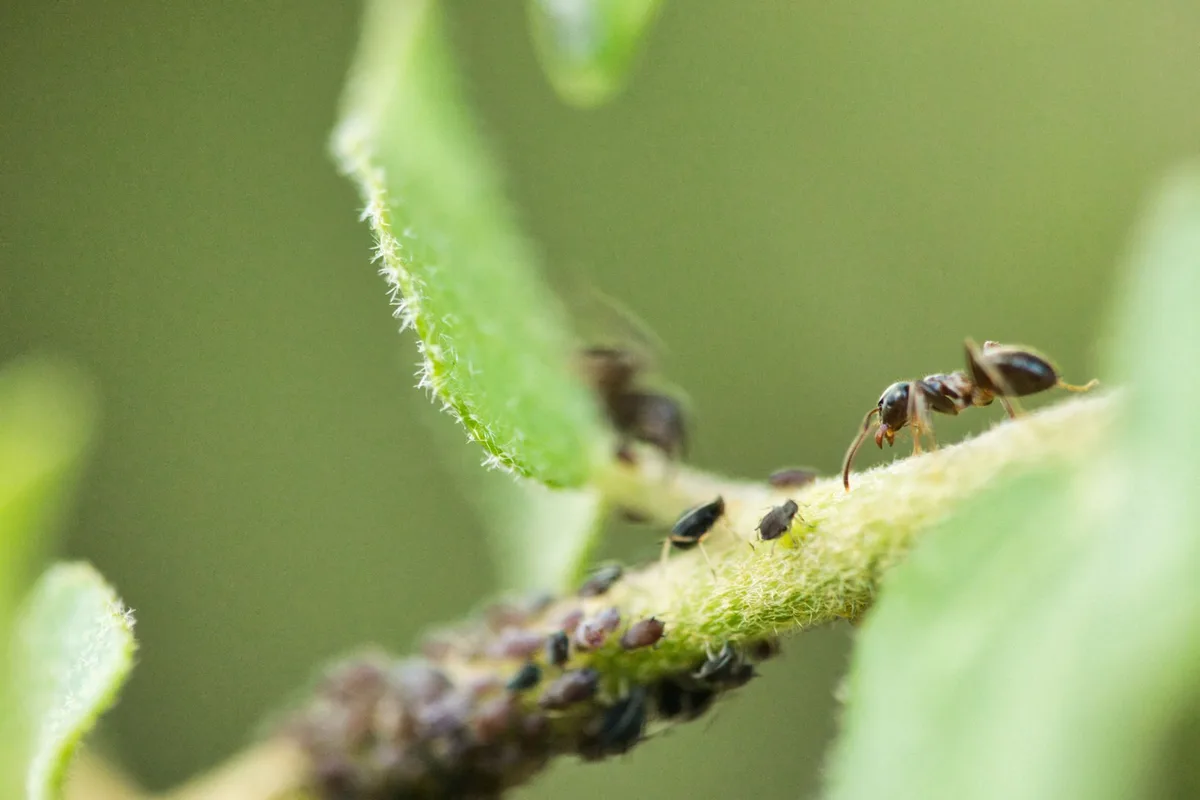 Common aphids mistakes