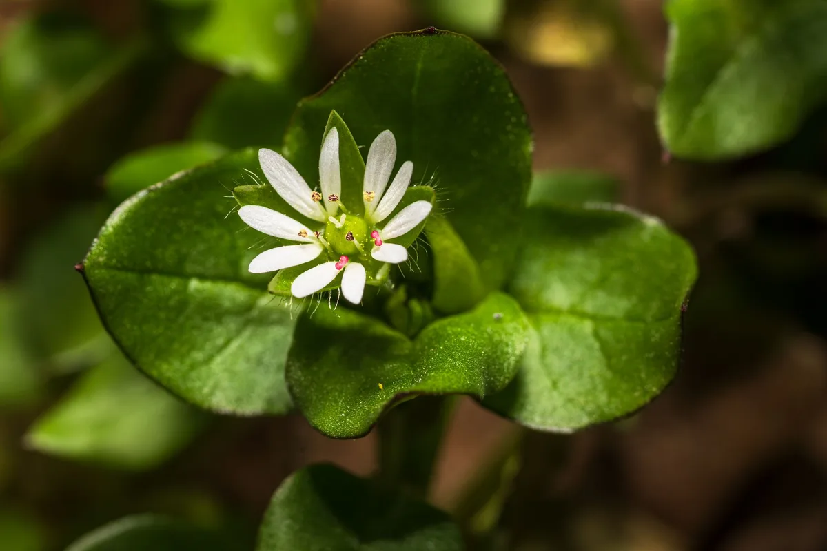 common chickweed mouse-ear chickweed comparison