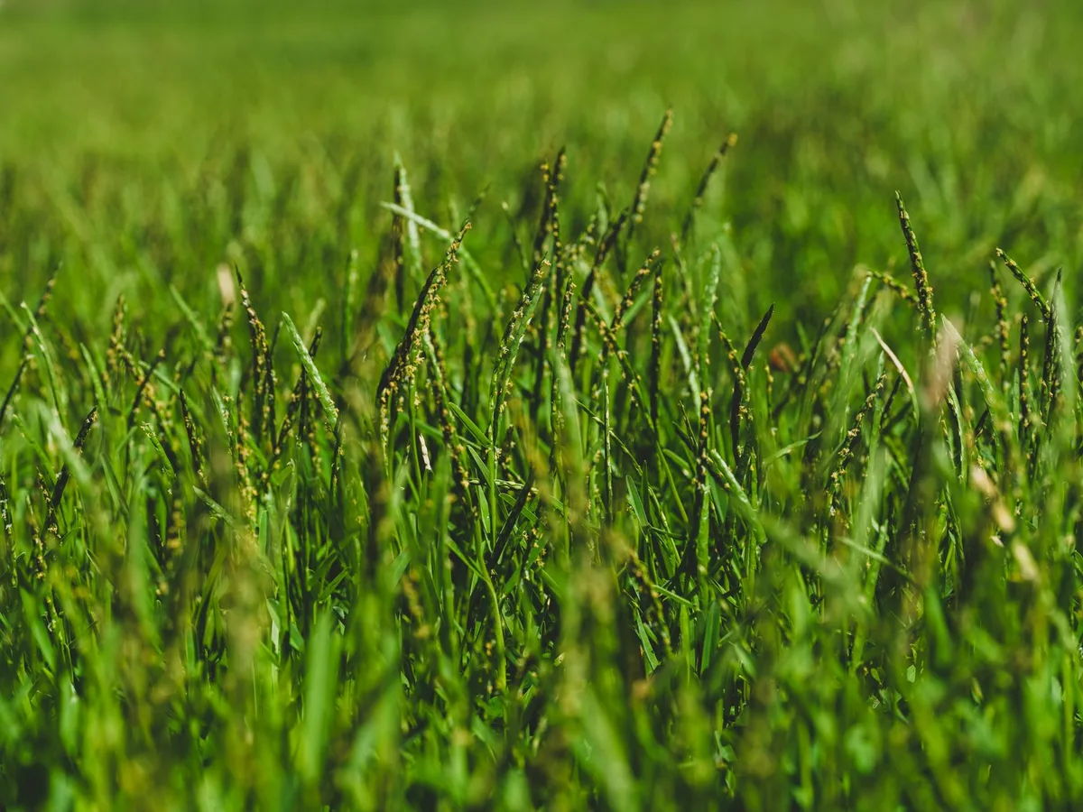 Common crabgrass mistakes