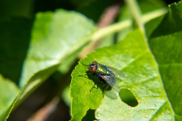 Common garden pests identification chart