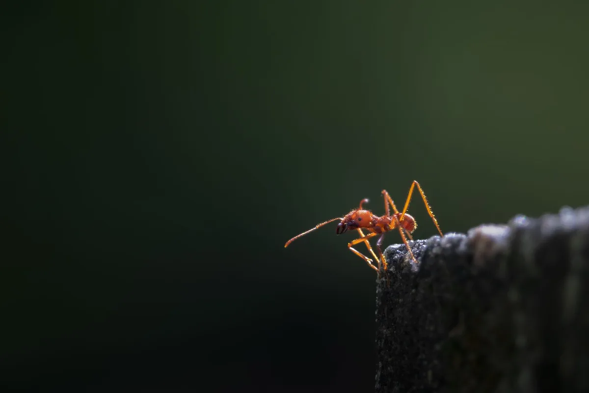 common house ant species identification
