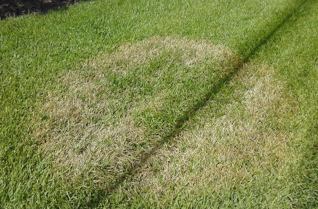 Common Lawn Fungus Problems