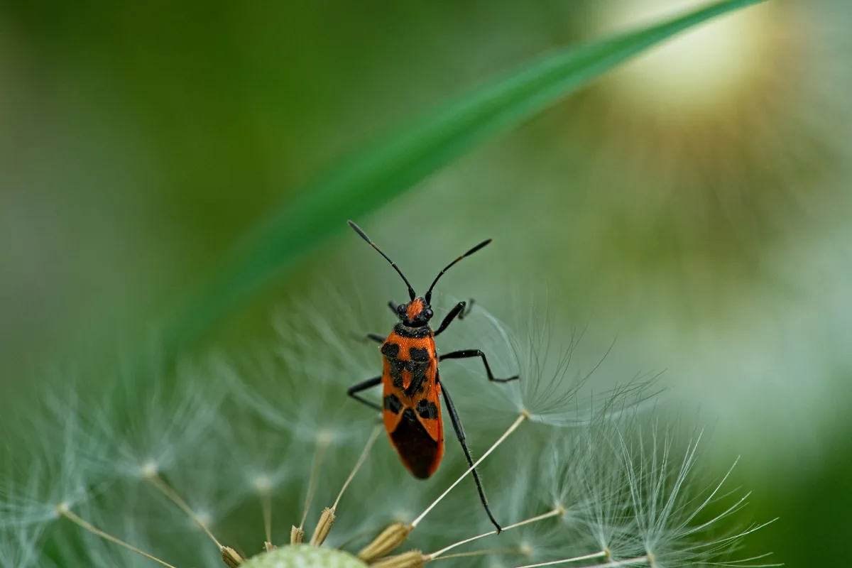 common lawn pests identification