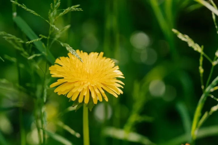 Common Lawn Weed Identification Guide