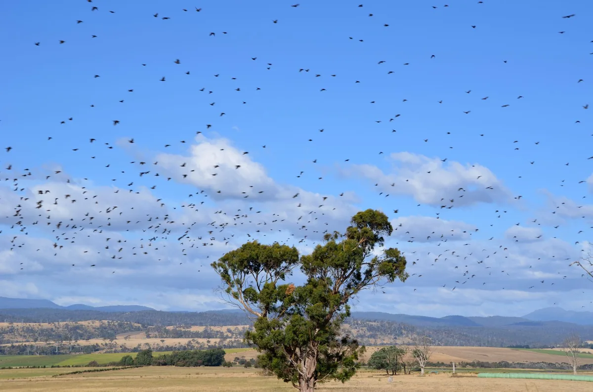 common mistakes black fly timing