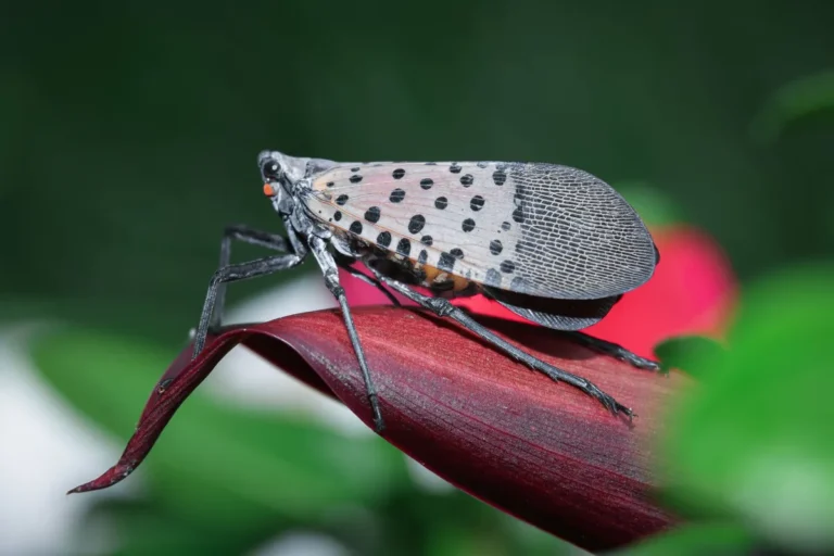 Common Tree Pest Identification
