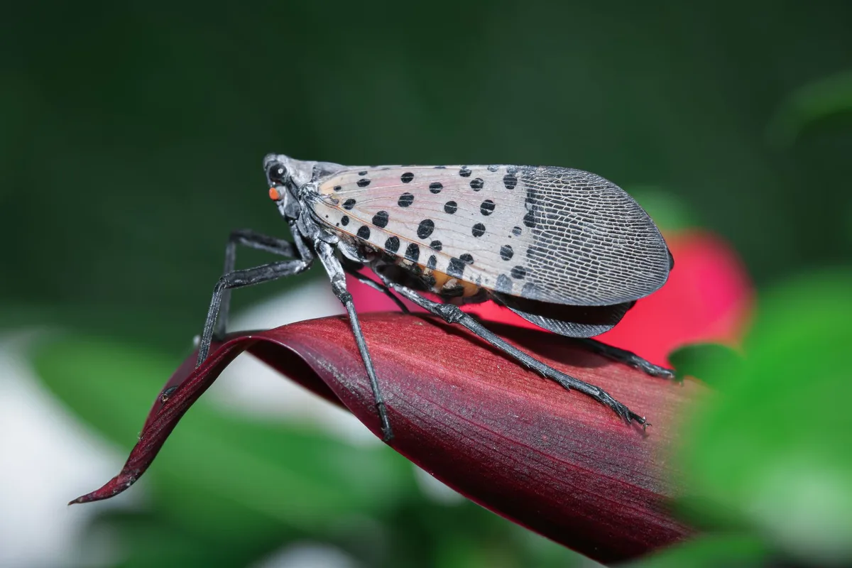 Common Tree Pest Identification