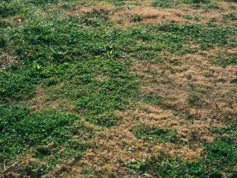 Common Weed Identification Guide