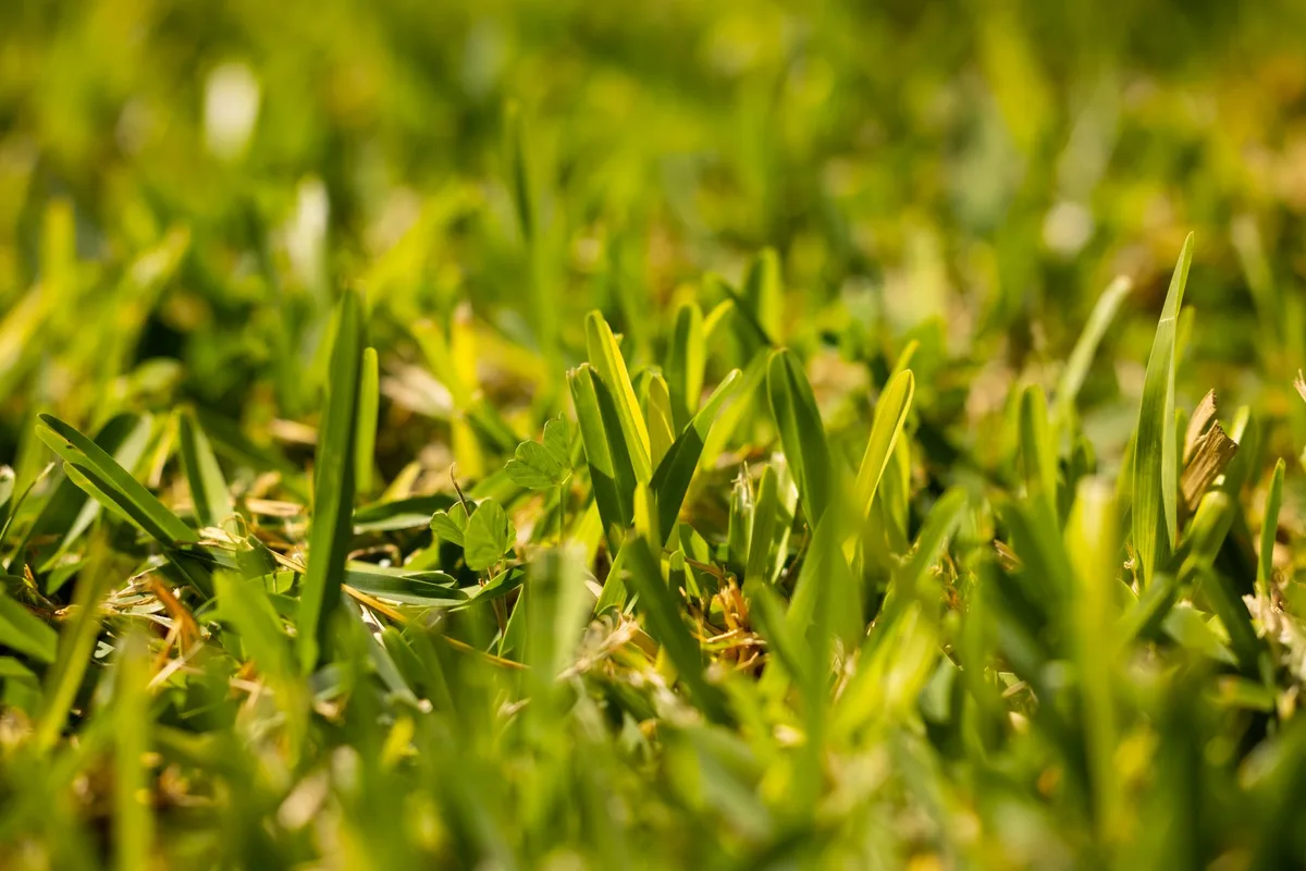 Complete Beginner's Lawn Care Guide