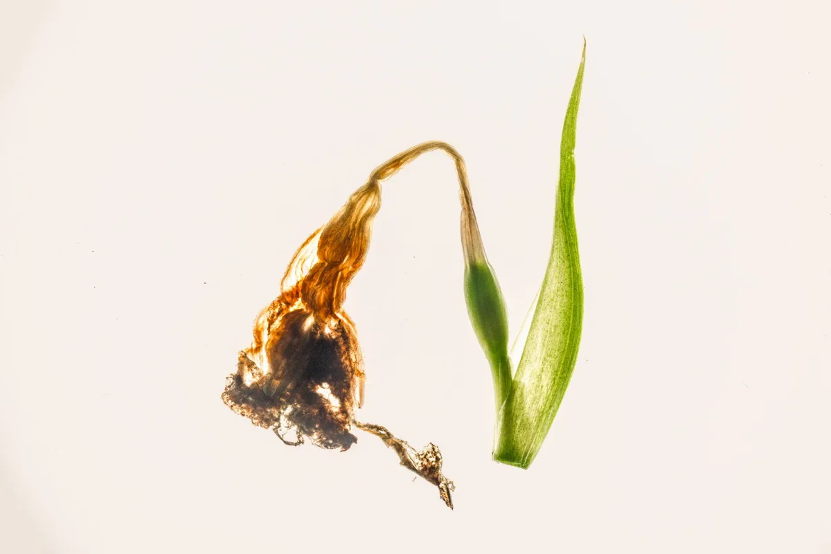 contact vs systemic herbicide comparison