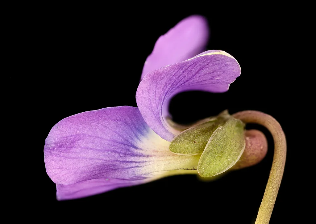 cool-season grass identification