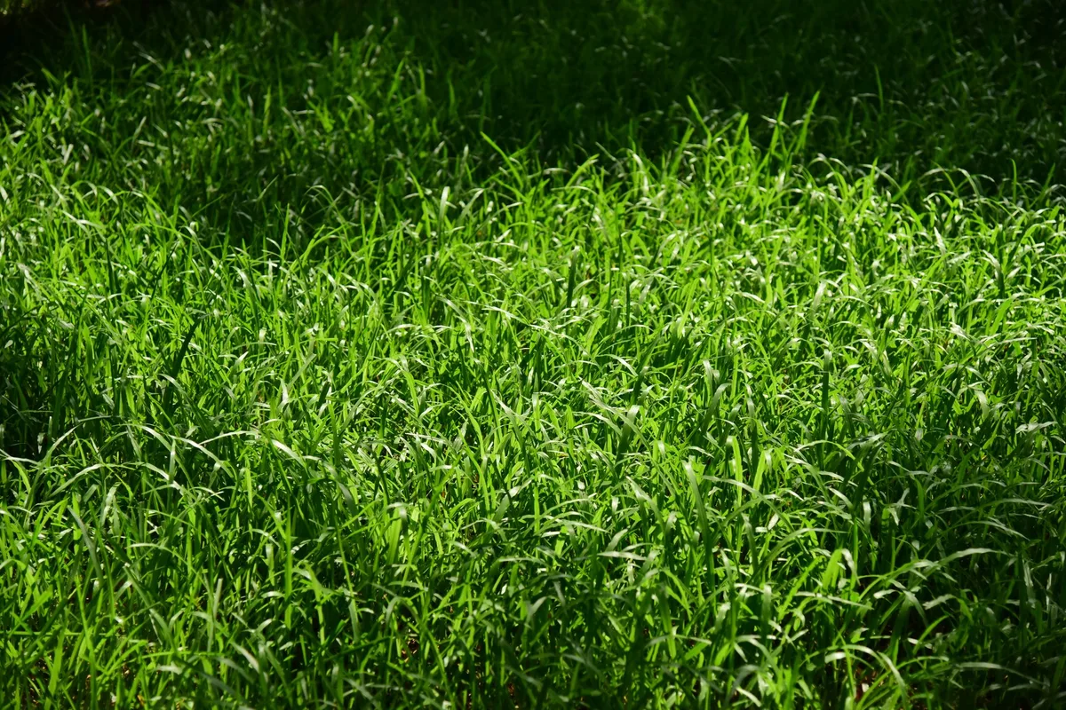 cool season grass vs warm season grass