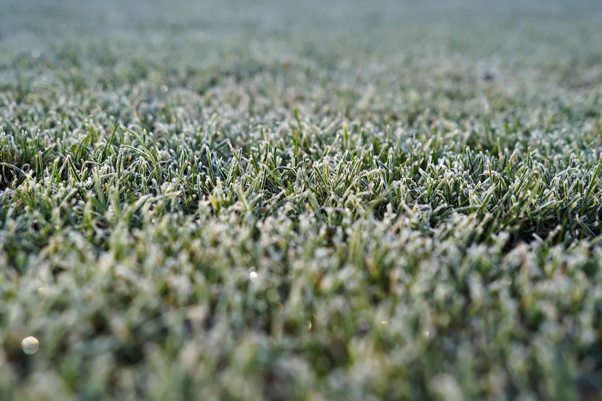 cool-season grasses
