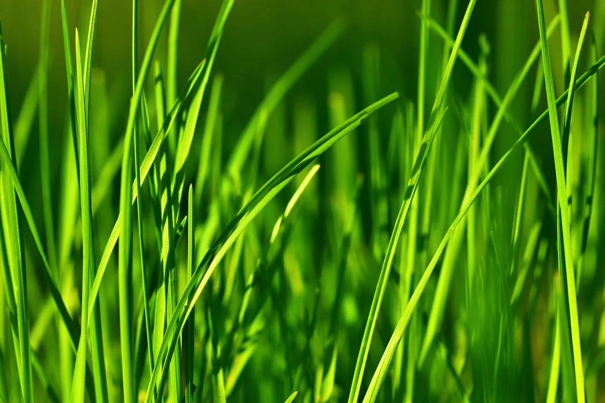cool season vs warm season grass comparison