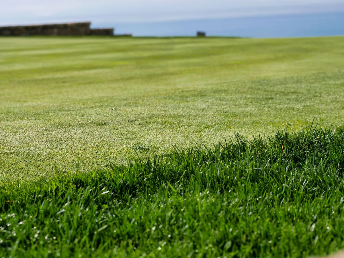 cool season vs warm season grass