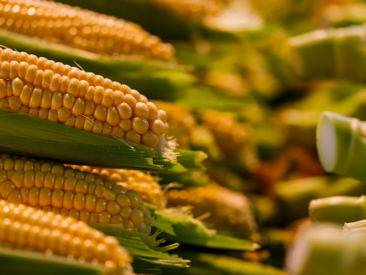 corn‑gluten meal soil amendment bag