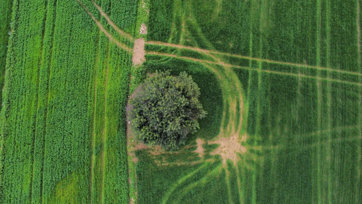 Crabgrass control decision tree