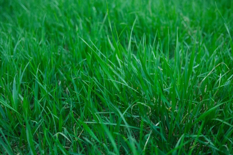 crabgrass in lawn
