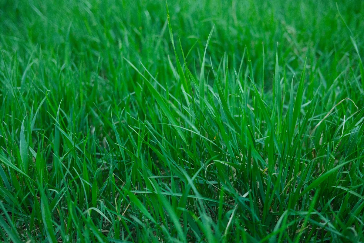 crabgrass infestation lawn