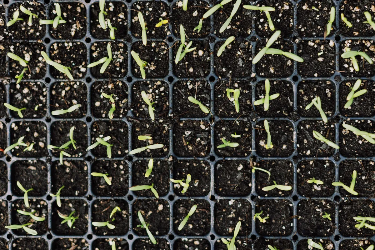 crabgrass life cycle diagram prevention timing