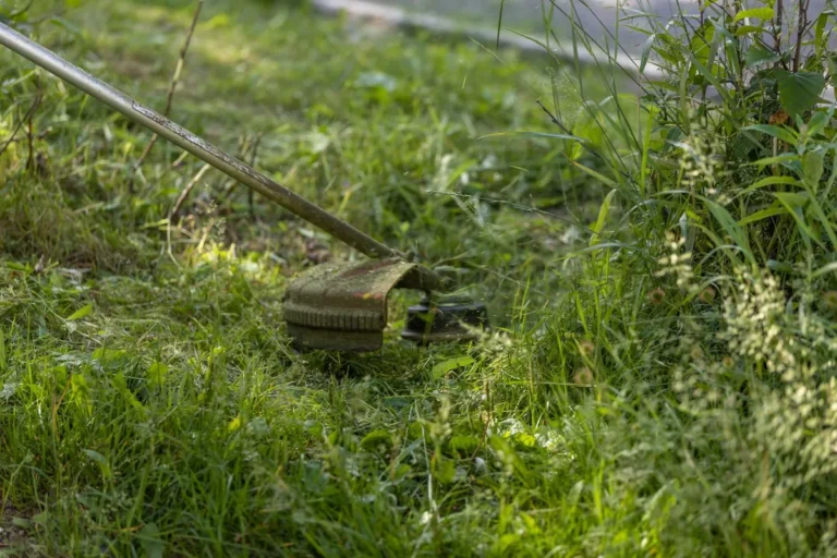 crabgrass maintenance guide