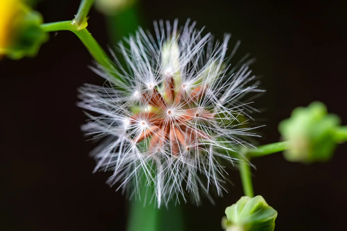 crabgrass seed head
