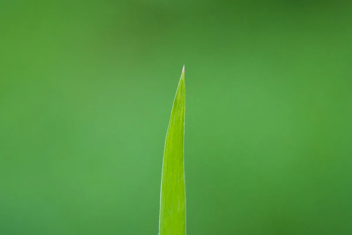 crabgrass vs quackgrass identification