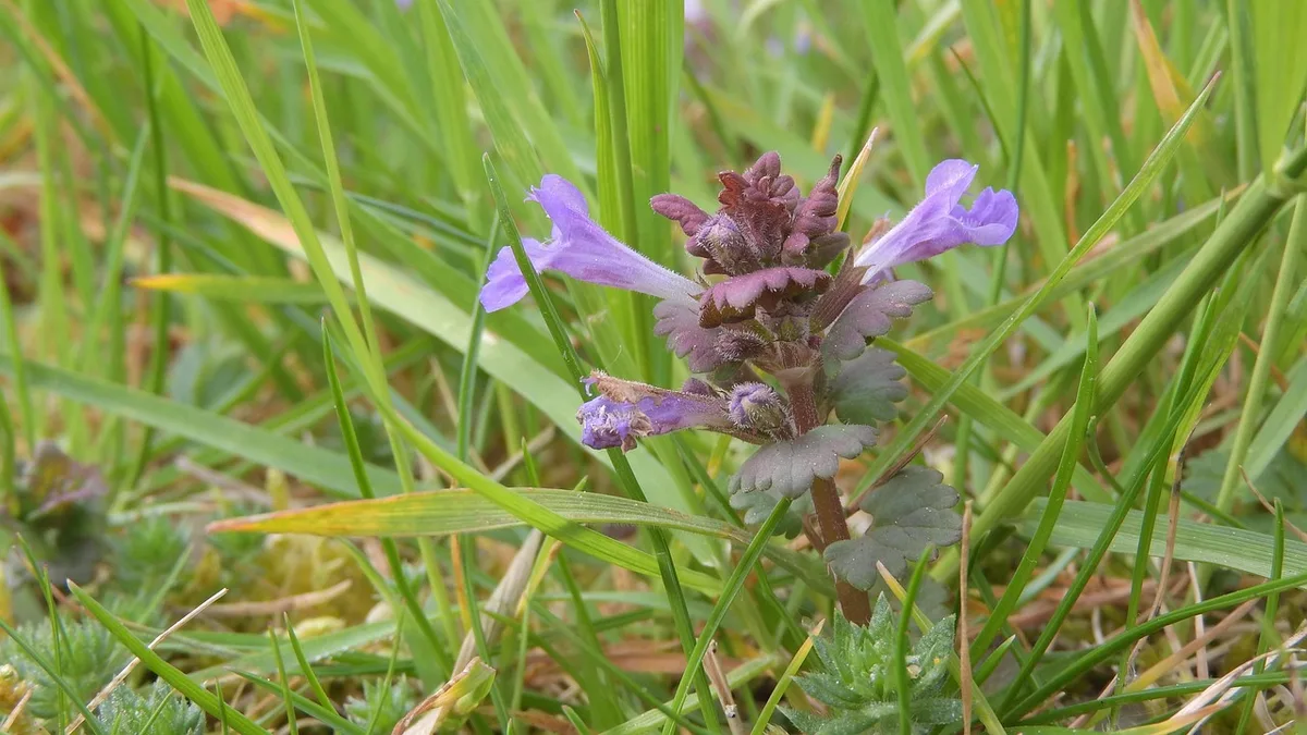 creeping charlie ground ivy