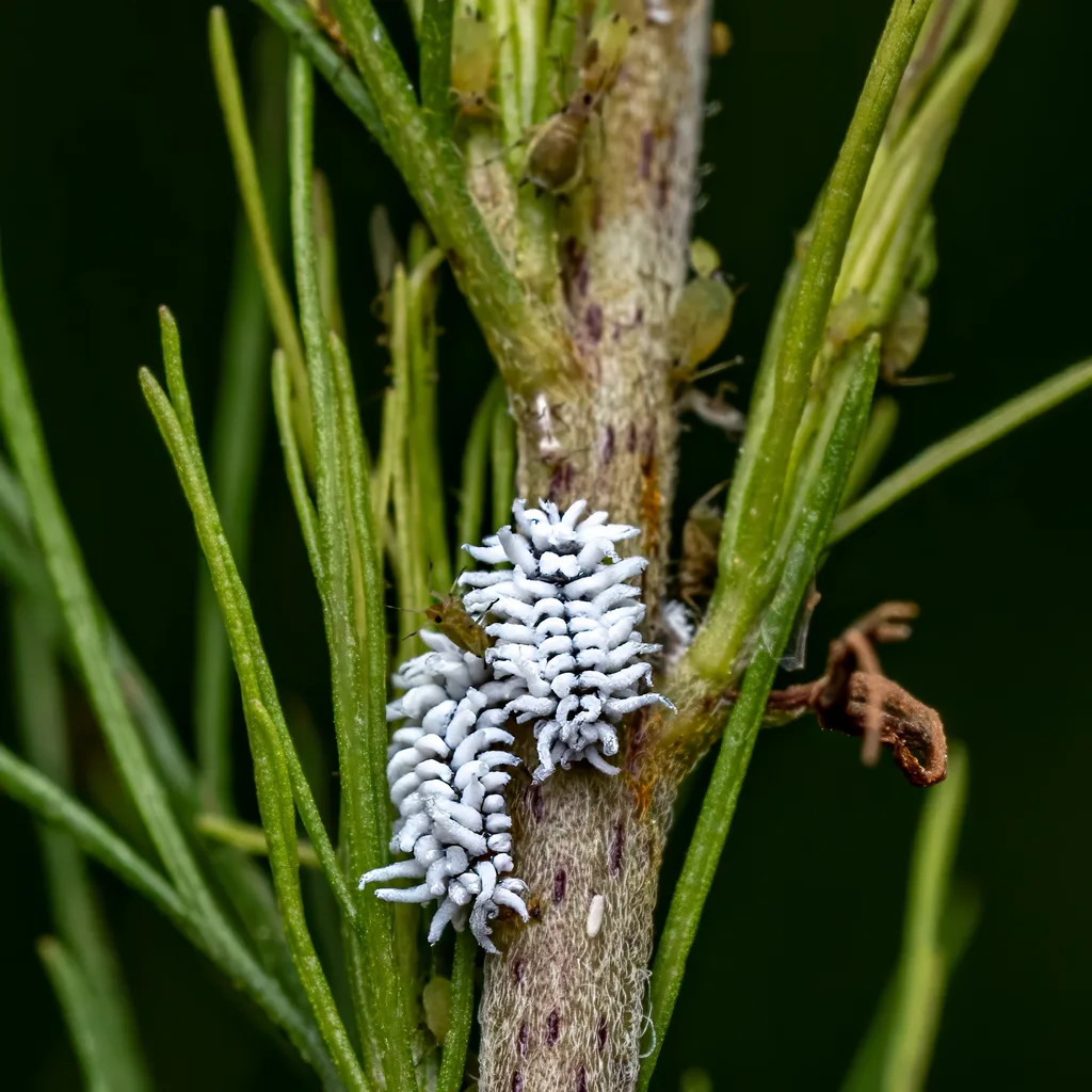 Cryptolaemus montrouzieri mealybug destroyer