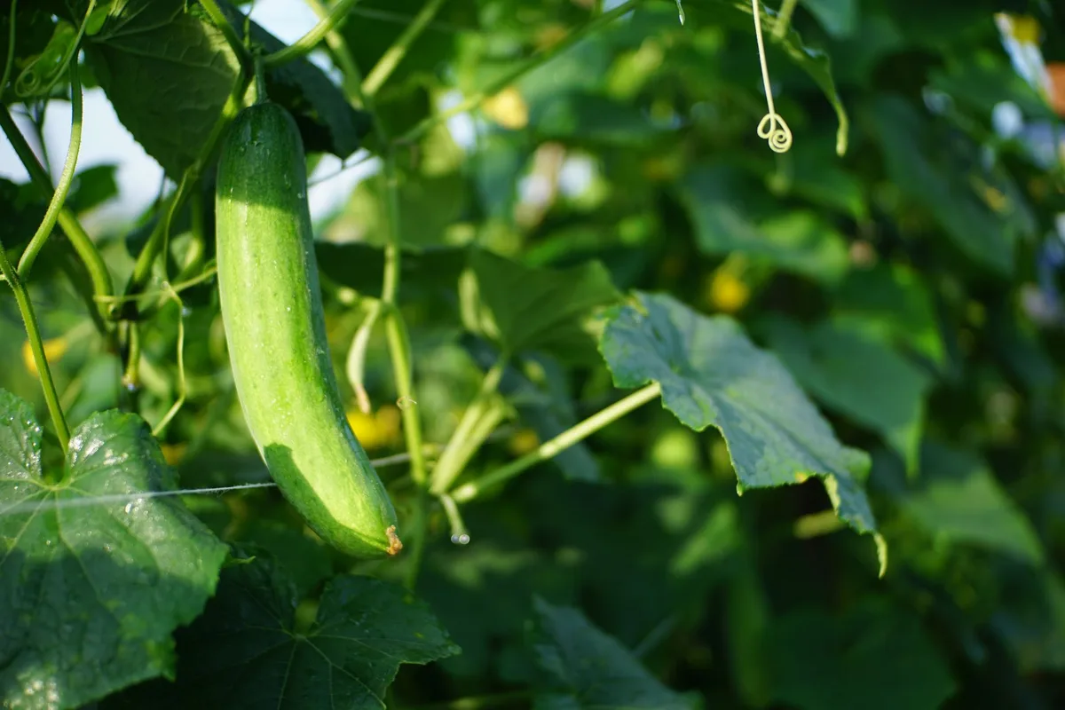 Cucumber bacterial wilt