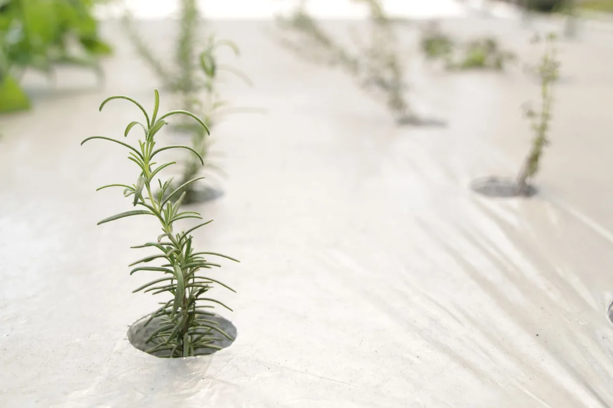 cutting landscape fabric around plants
