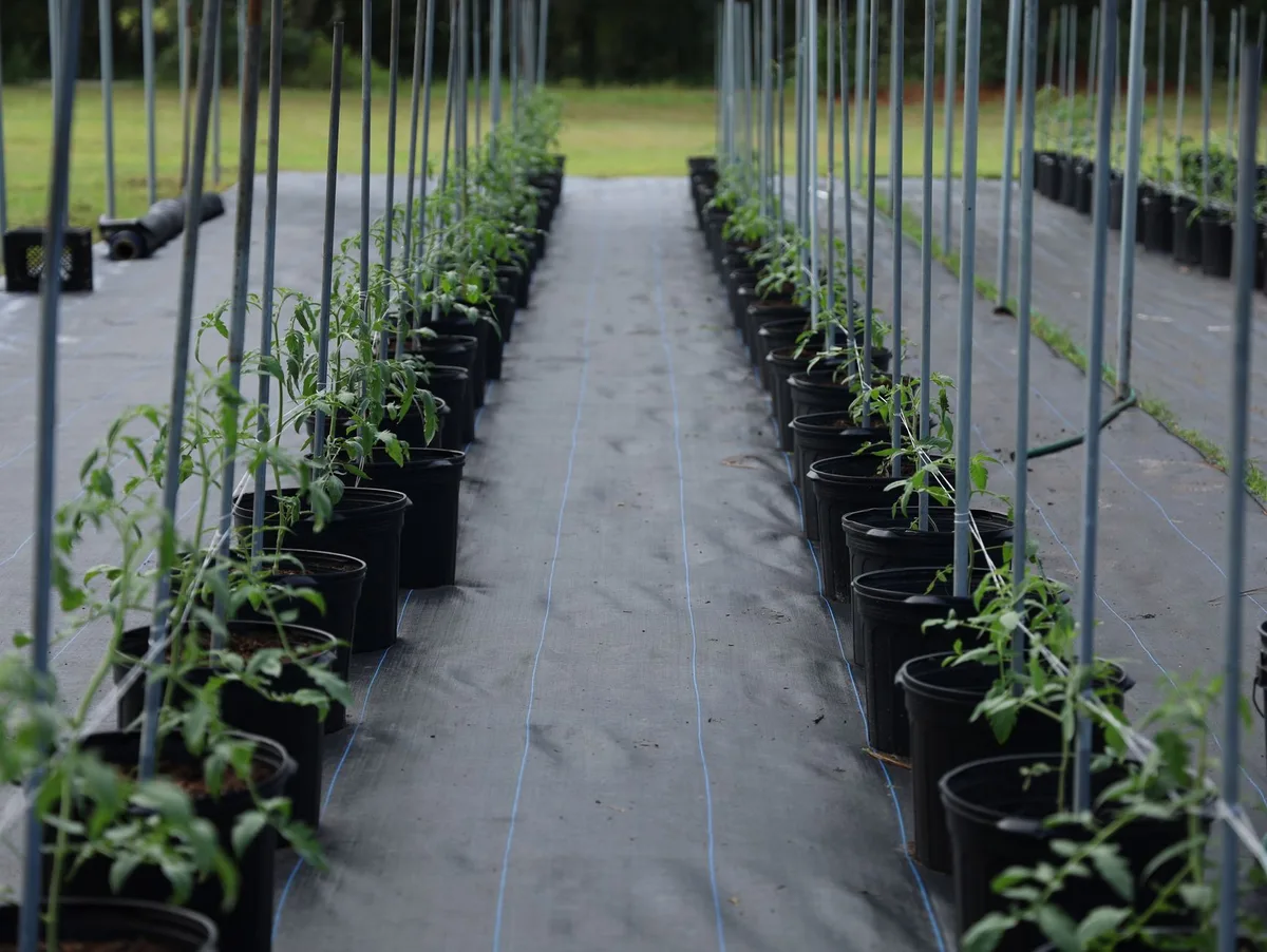 damping off seedlings