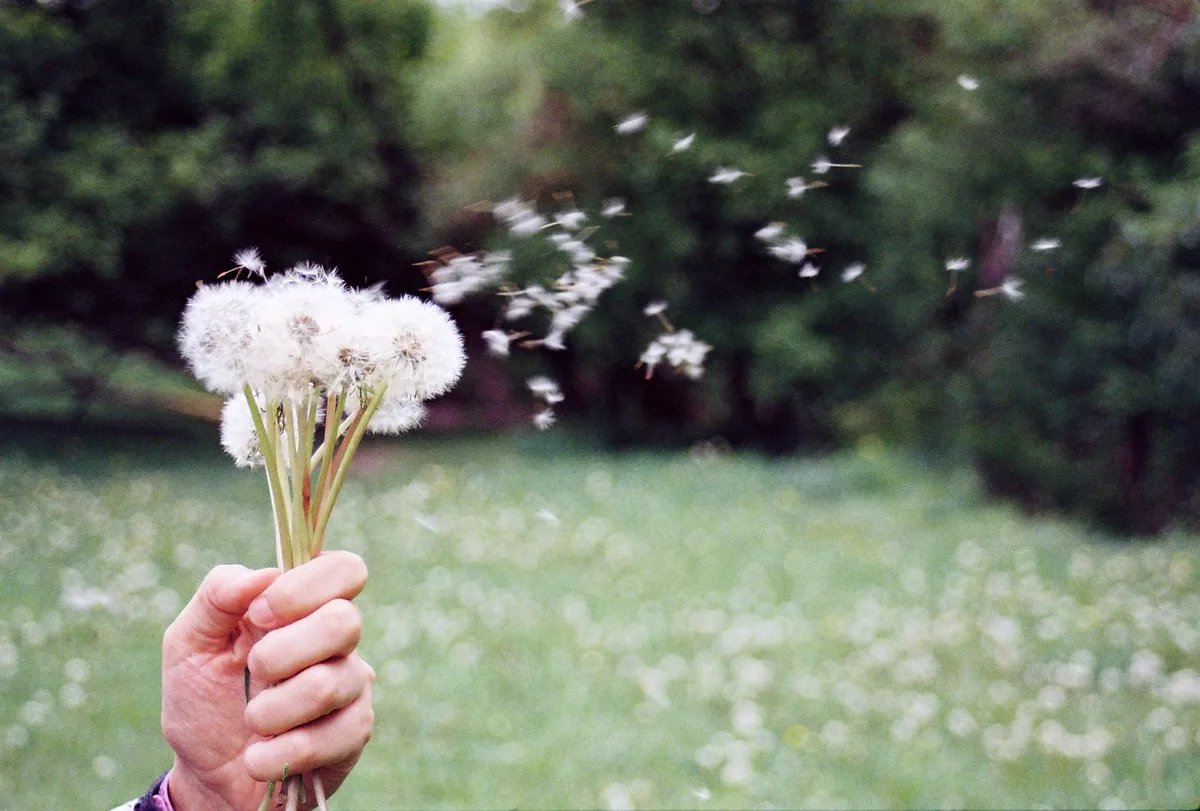 dandelion seed dispersal