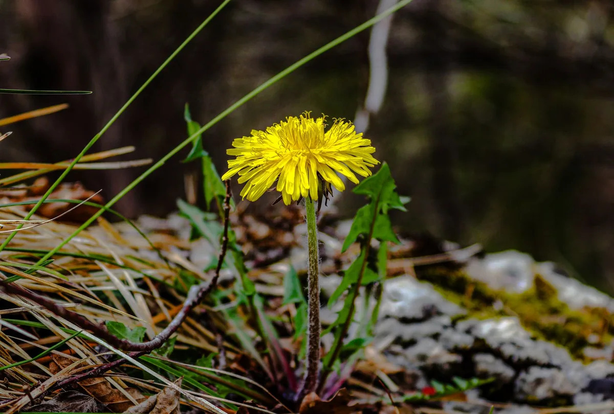 dandelion taproot intact