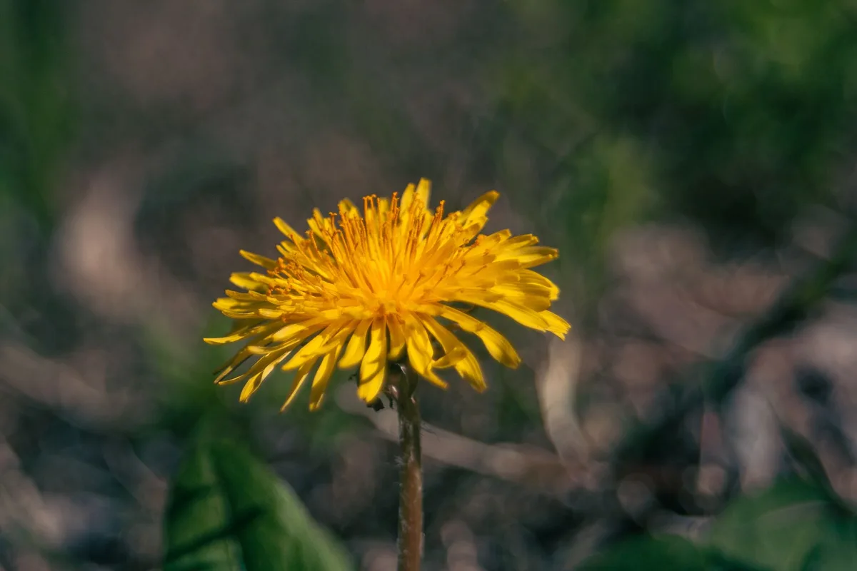 dandelion weed identification